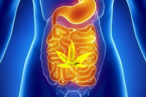 intestino e cannabis